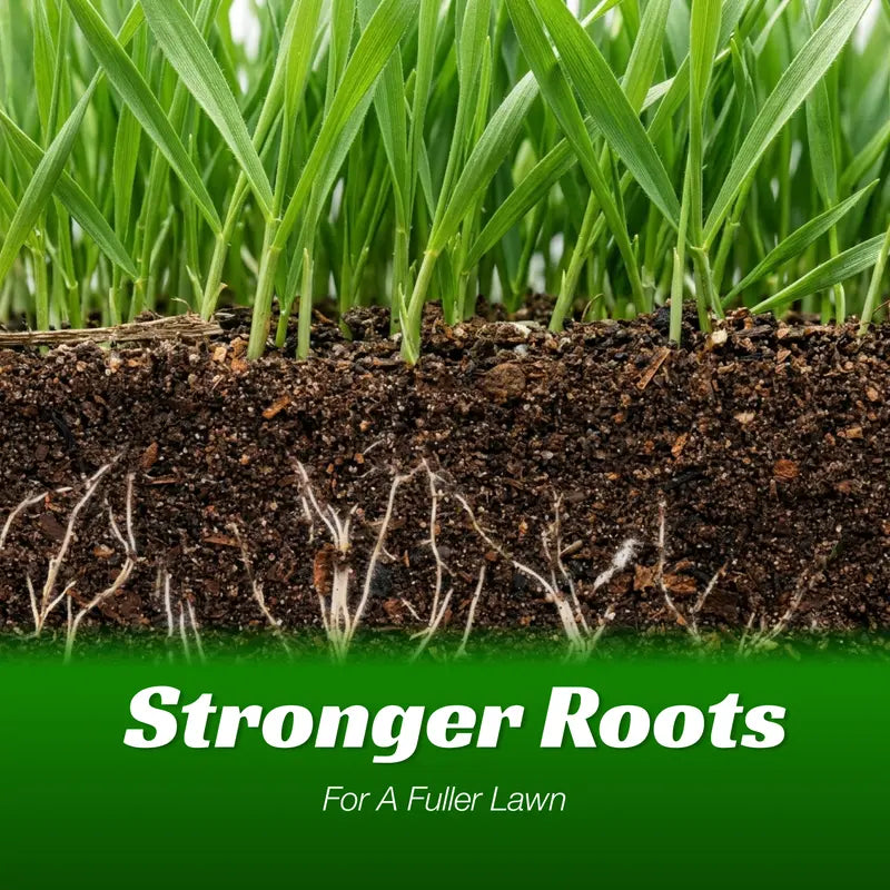 🔥Posledný deň akcie, využite zľavu 49%!🔥🌱Semená trávy vždyzelenej trpasličky 2026