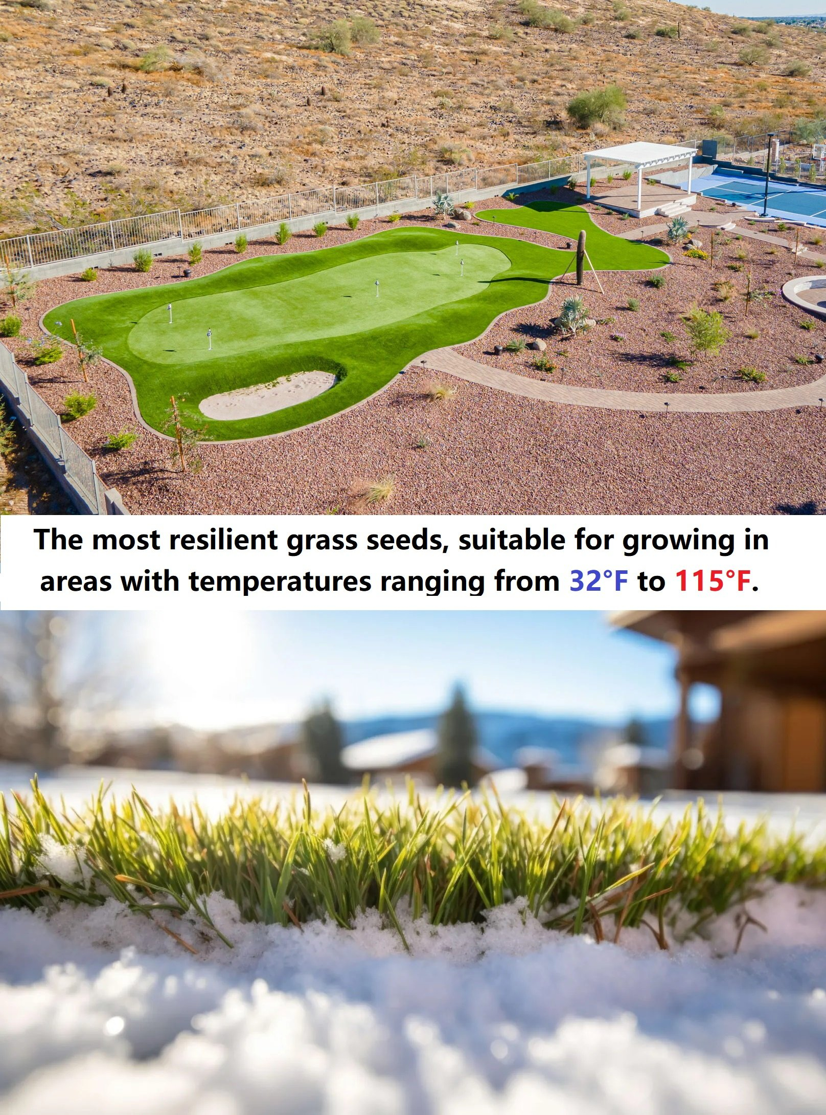 🔥Posledný deň akcie, využite zľavu 49%!🔥🌱Semená trávy vždyzelenej trpasličky 2026