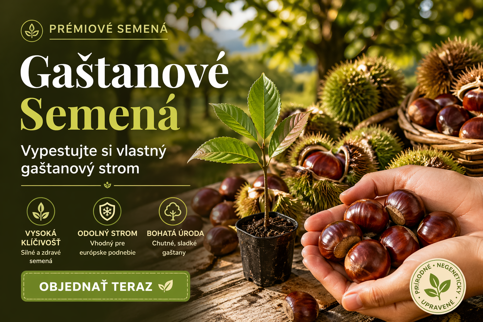 🔥Posledné 3 hodiny: 50% zľava - 🌰Semená zakrpateného gaštana – sladké a voňavé orechy🌱(50 tabliet/balenie)