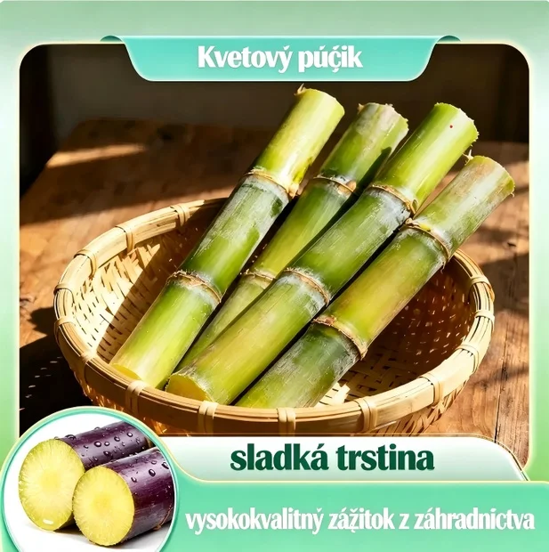 🌱 Semená cukrovej trstiny s vysokým výnosom – ľahko sa pestujú a prežijú, ideálne na domáce pestovanie ovocia