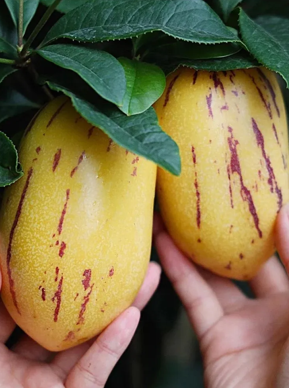 🌿Semená plodu ženšenu – jednoduché na pestovanie🌱