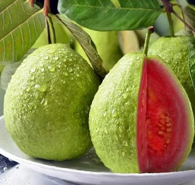 🌳【Król witaminy C! Dwa rodzaje nasion guawy, odkryj dwie słodycze na raz】🌳