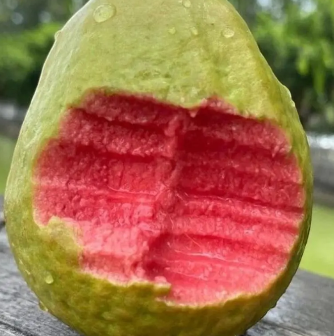 🌳【Król witaminy C! Dwa rodzaje nasion guawy, odkryj dwie słodycze na raz】🌳