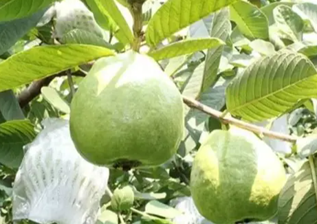 🌳【Król witaminy C! Dwa rodzaje nasion guawy, odkryj dwie słodycze na raz】🌳