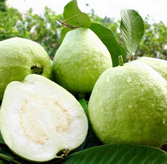 🌳【Król witaminy C! Dwa rodzaje nasion guawy, odkryj dwie słodycze na raz】🌳