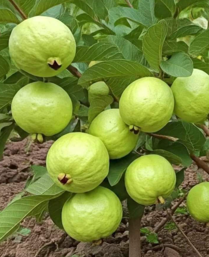 🌳【Król witaminy C! Dwa rodzaje nasion guawy, odkryj dwie słodycze na raz】🌳