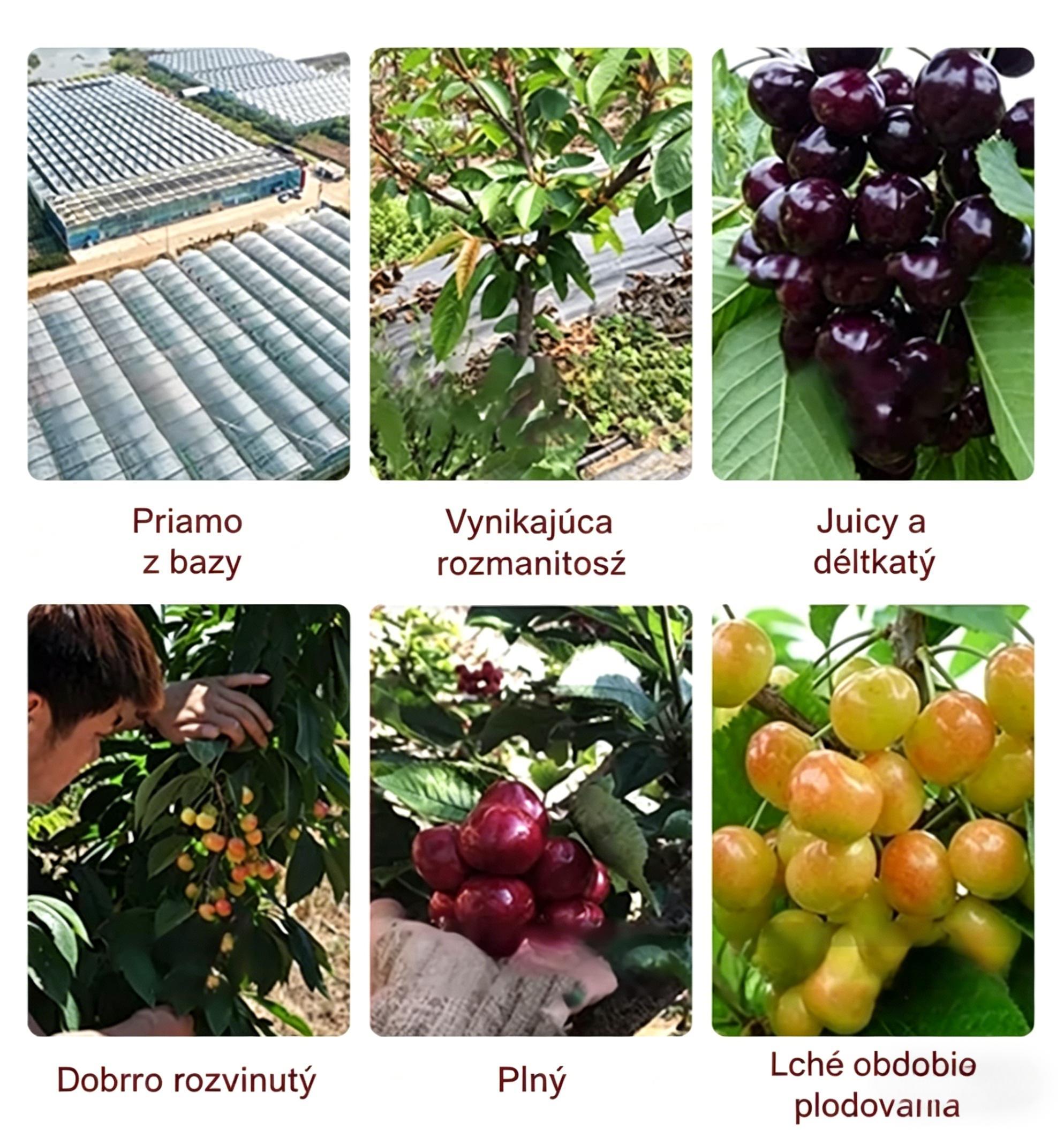 🌟 Obrovské sladké čerešňové semienka – pestujte obrovské, šťavnaté čerešne doma! 🍒✨