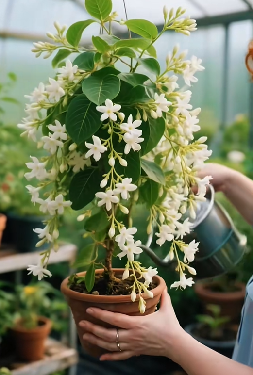 🏆 Dôvera viac než 75 000 zákazníkov 🌿❄️ Semená polnočného parfumovaného jazmínu – ideálne na zimnú výsadbu, prinášajú trvalkové kvety a jemnú, voňavú eleganciu do každej záhrady 🌸