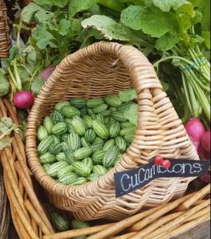 🌱🍉 Cucamelon Semená – Mexická Kyslá Uhorka / Mini Melónky  🌿 NeGMO Dedičné, Neošetrené | 🏡 Pestovanie Interiér & Exteriér