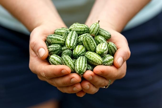 🌱🍉 Cucamelon Semená – Mexická Kyslá Uhorka / Mini Melónky  🌿 NeGMO Dedičné, Neošetrené | 🏡 Pestovanie Interiér & Exteriér