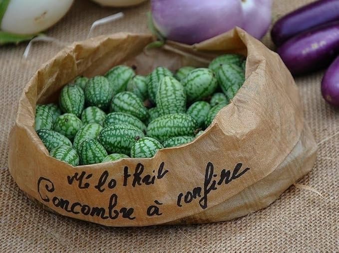 🌱🍉 Cucamelon Semená – Mexická Kyslá Uhorka / Mini Melónky  🌿 NeGMO Dedičné, Neošetrené | 🏡 Pestovanie Interiér & Exteriér