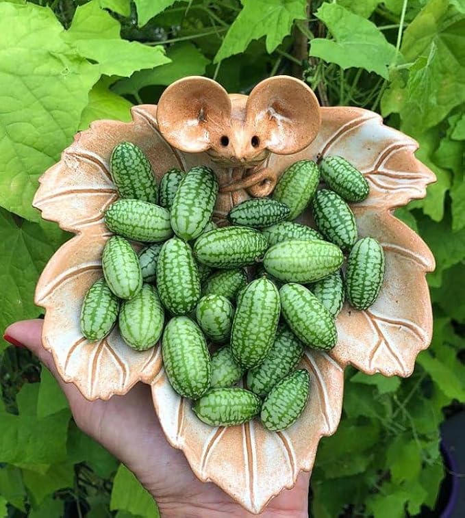 🌱🍉 Cucamelon Semená – Mexická Kyslá Uhorka / Mini Melónky  🌿 NeGMO Dedičné, Neošetrené | 🏡 Pestovanie Interiér & Exteriér