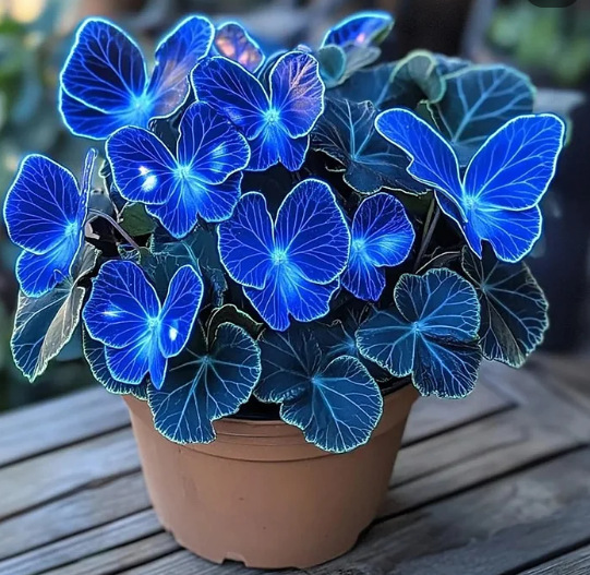 ✨Ľahko pestovateľné semienka – motýliková kvetina, ktorá oživí vašu záhradu