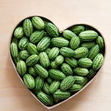 🌱🍉 Cucamelon Semená – Mexická Kyslá Uhorka / Mini Melónky  🌿 NeGMO Dedičné, Neošetrené | 🏡 Pestovanie Interiér & Exteriér