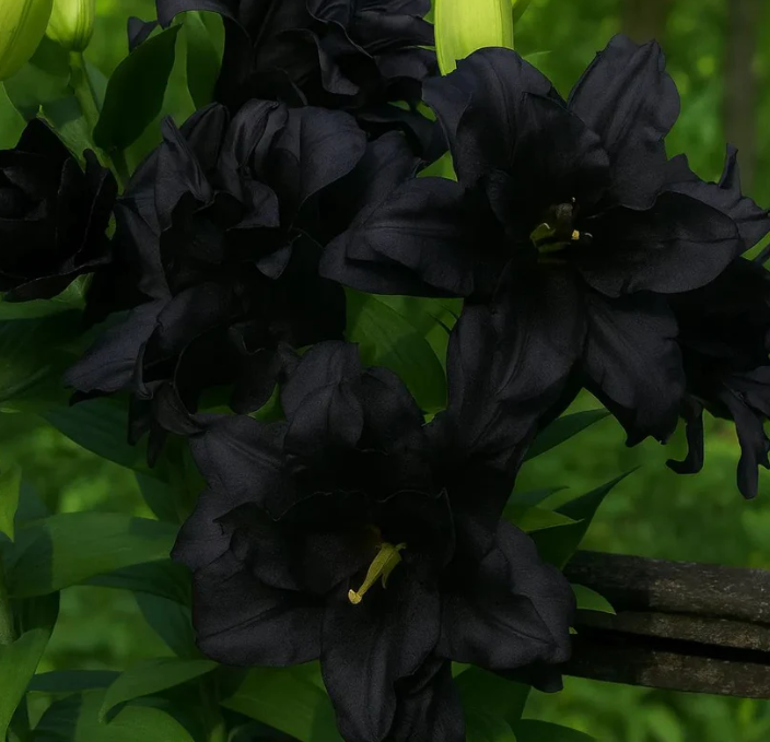 🌺 Semená voňavej ľalie – svieža a sladká vôňa