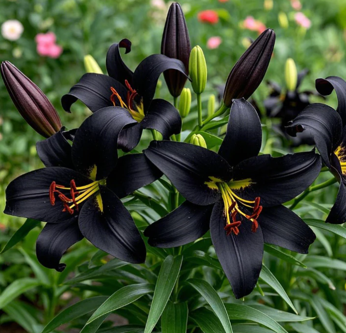 🌺 Semená voňavej ľalie – svieža a sladká vôňa