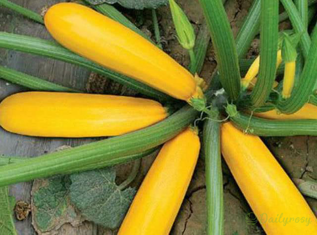 🌱Banánové cukety – Zlaté cukety🌿Môžu sa vysádzať počas celého roka