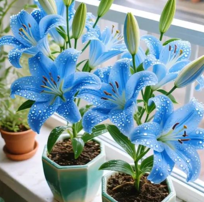 🌺 Semená voňavej ľalie – svieža a sladká vôňa