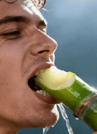 🌟 Energetická tyčinka s obřími semínky cukrové třtiny – Přírodní a výživná 💖