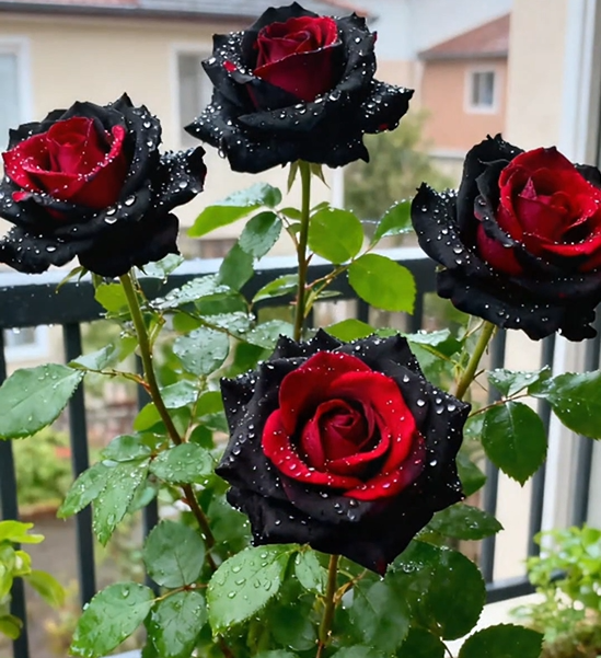 🌹🖤 Semena růže Black Buck 🖤🌹