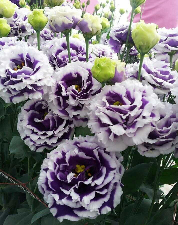 🌸 Lisianthus — Vylepšená růže