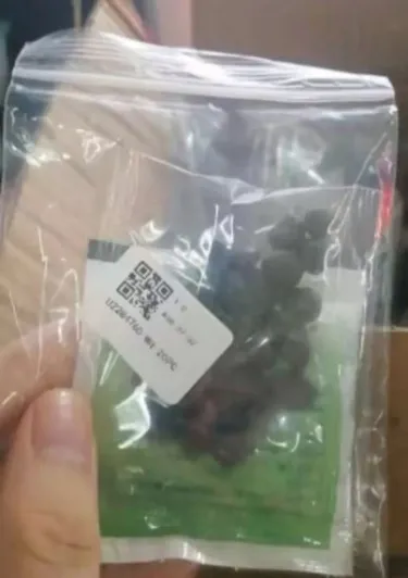 🌺 KRÁLOVNA KVĚTIN — Vznešená PIVOŇKA