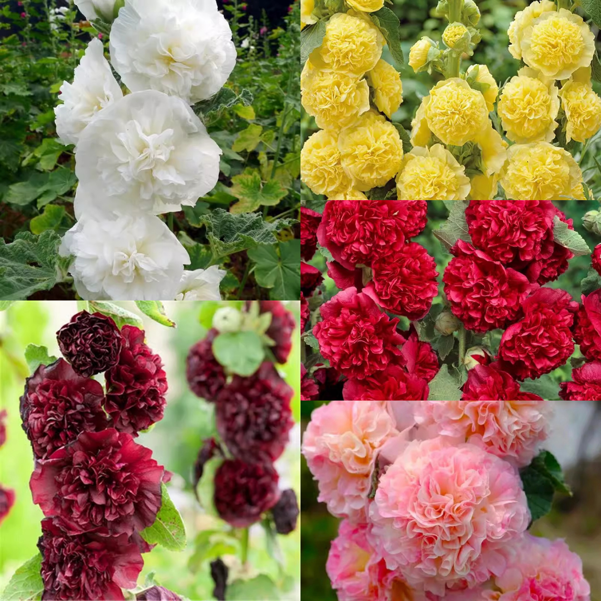 🏆 Prodáno přes 50 000 kusů! 🌺 Semena slézu růžového (Double Hollyhock) – výsadba na podzim a v zimě, trvalé květy a úchvatná elegance zahrady 🍂