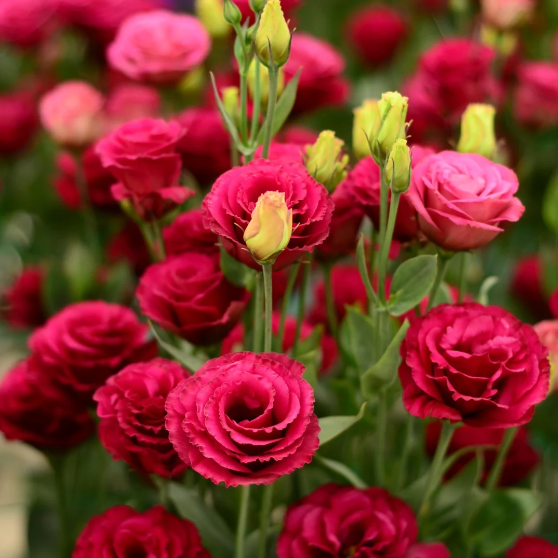 🌸 Lisianthus — Vylepšená růže