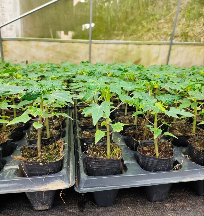 🌱 Organická semena papáje – starobylá, jedlá 🍈