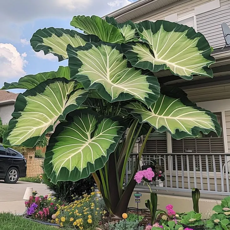 Scarlet Shadow–Giant Alocasia Bulbs 🍃 Transform Your Space with Tropical Majesty