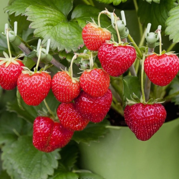🍓Latest Four Seasons First Love Strawberry Seeds—Year-Round Harvest