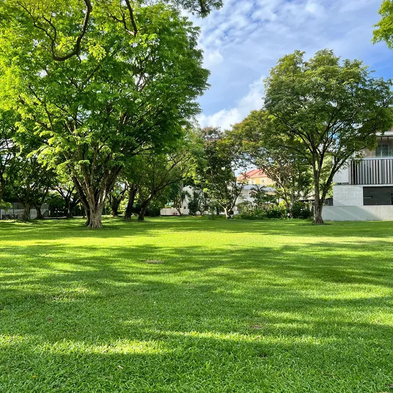 Semena trpasličí stálezelené trávy Four Seasons 🌱