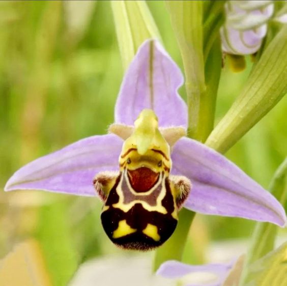🐝 Vzácná semena Ophrys apifera (usměvavá včelí orchidej)