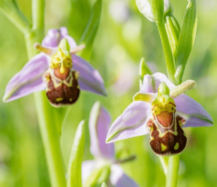 🐝 Vzácná semena Ophrys apifera (usměvavá včelí orchidej)