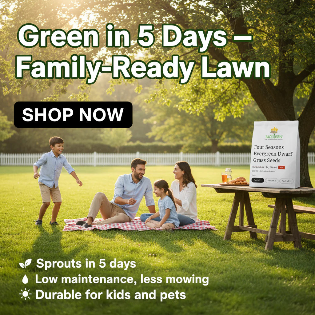 Semena trpasličí stálezelené trávy Four Seasons 🌱