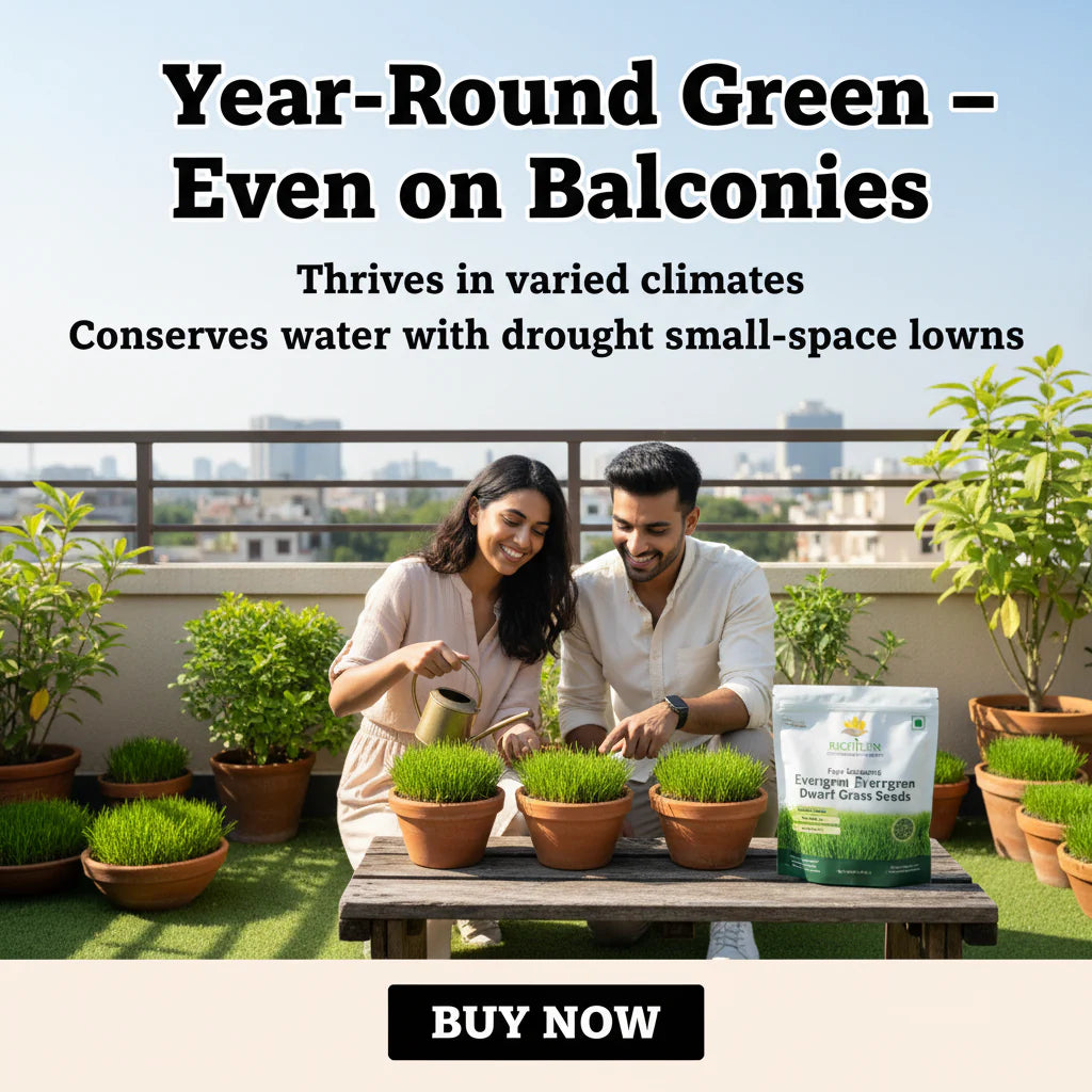 Semena trpasličí stálezelené trávy Four Seasons 🌱