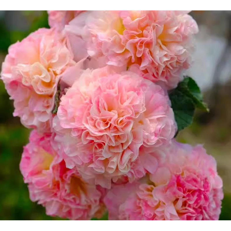 🏆 Prodáno přes 50 000 kusů! 🌺 Semena slézu růžového (Double Hollyhock) – výsadba na podzim a v zimě, trvalé květy a úchvatná elegance zahrady 🍂