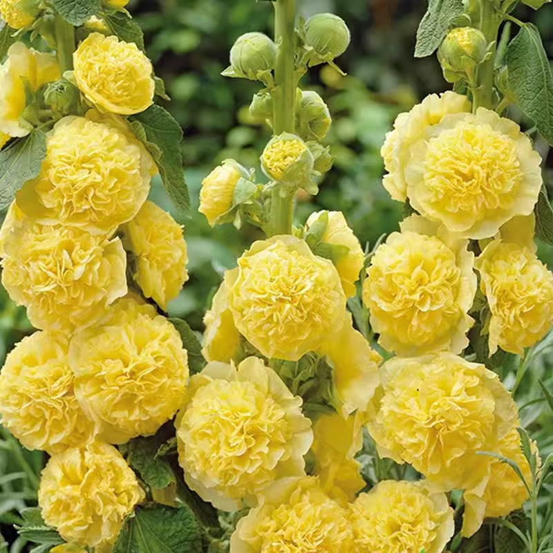 🏆 Prodáno přes 50 000 kusů! 🌺 Semena slézu růžového (Double Hollyhock) – výsadba na podzim a v zimě, trvalé květy a úchvatná elegance zahrady 🍂