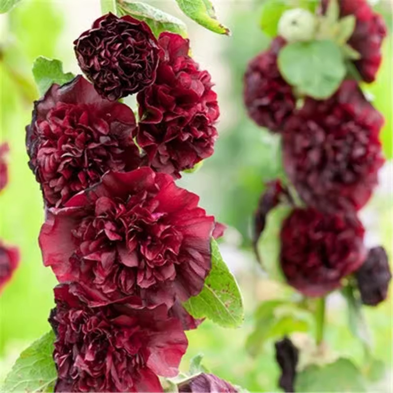 🏆 Prodáno přes 50 000 kusů! 🌺 Semena slézu růžového (Double Hollyhock) – výsadba na podzim a v zimě, trvalé květy a úchvatná elegance zahrady 🍂