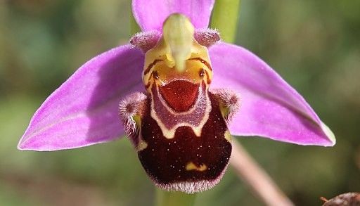 🐝 Vzácná semena Ophrys apifera (usměvavá včelí orchidej)