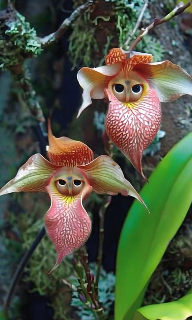 🌱 Vzácná rostlina! Neobvyklá orchidej ve tvaru opice 🐵🌺💫