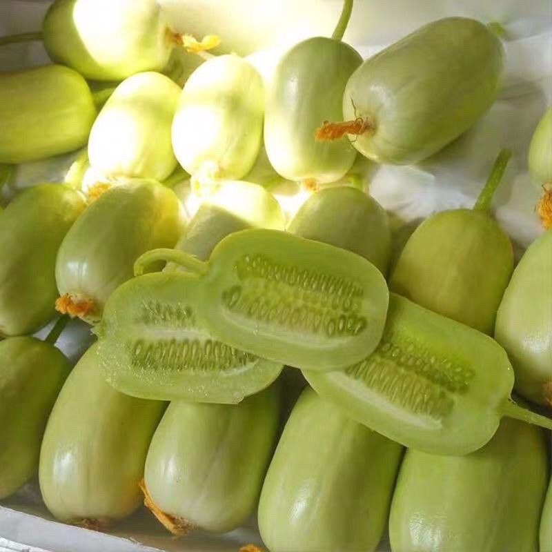 🥒 Jade okurka — vysoce výnosná gynoická odrůda