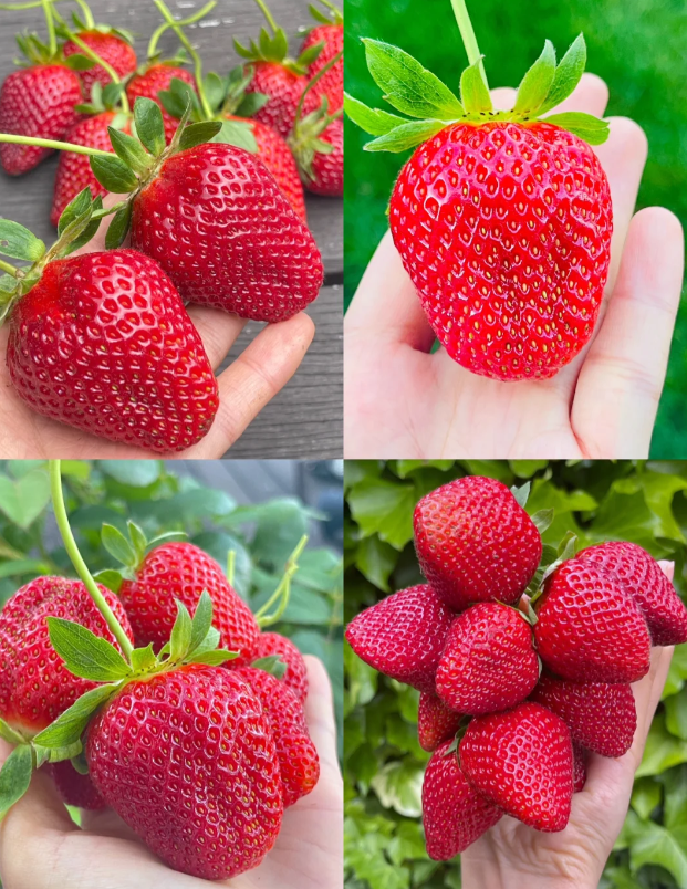 🍓Latest Four Seasons First Love Strawberry Seeds—Year-Round Harvest