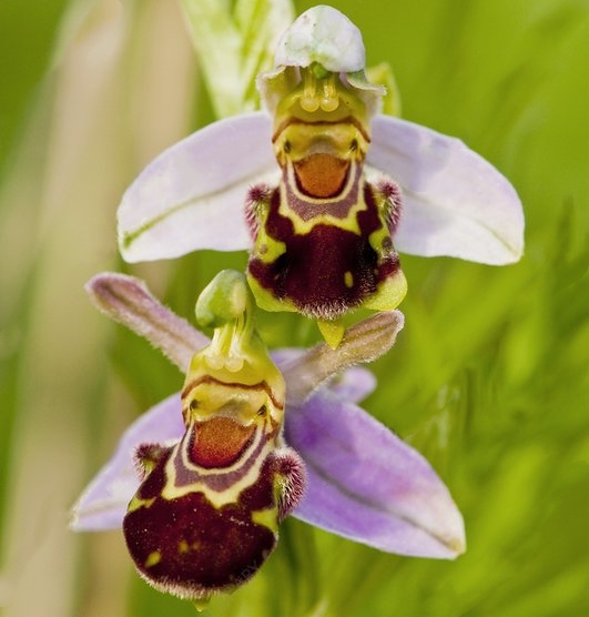 🐝 Vzácná semena Ophrys apifera (usměvavá včelí orchidej)
