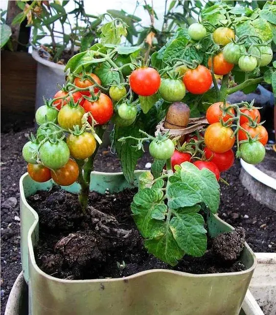 🍅🍅 Mini rajčata do květináče – ideální na balkon i terasu!