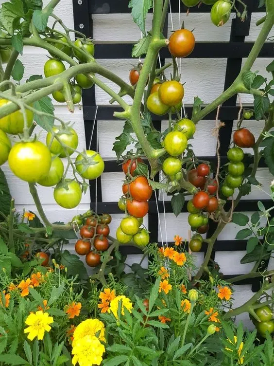🍅🍅 Mini rajčata do květináče – ideální na balkon i terasu!