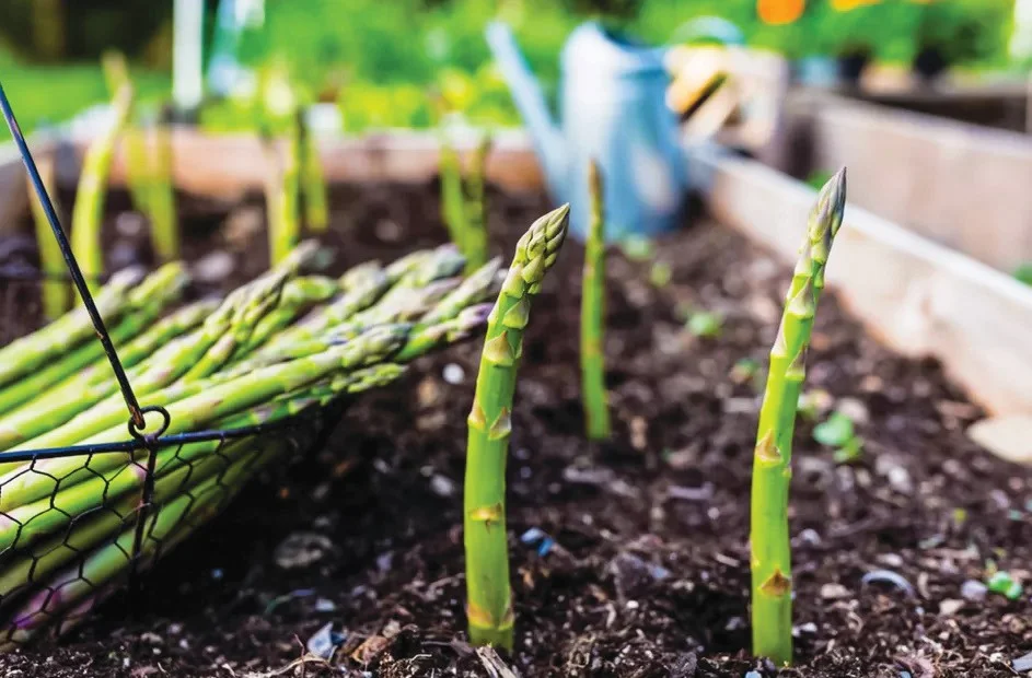 🌱 Semena chřestu Four Seasons Mary Washington ✅ Pěstovatelný po celý rok – čerstvý chřest kdykoli