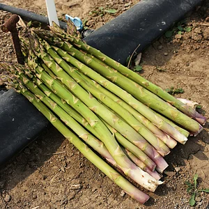 🌱 Semena chřestu Four Seasons Mary Washington ✅ Pěstovatelný po celý rok – čerstvý chřest kdykoli