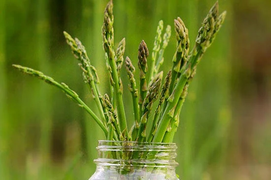 🌱 Semena chřestu Four Seasons Mary Washington ✅ Pěstovatelný po celý rok – čerstvý chřest kdykoli