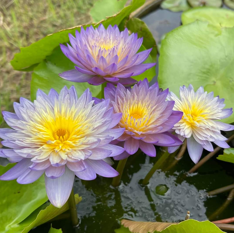 🌌💜 Stínový lotos – vzácná krása pro vaši zahradu 🌸